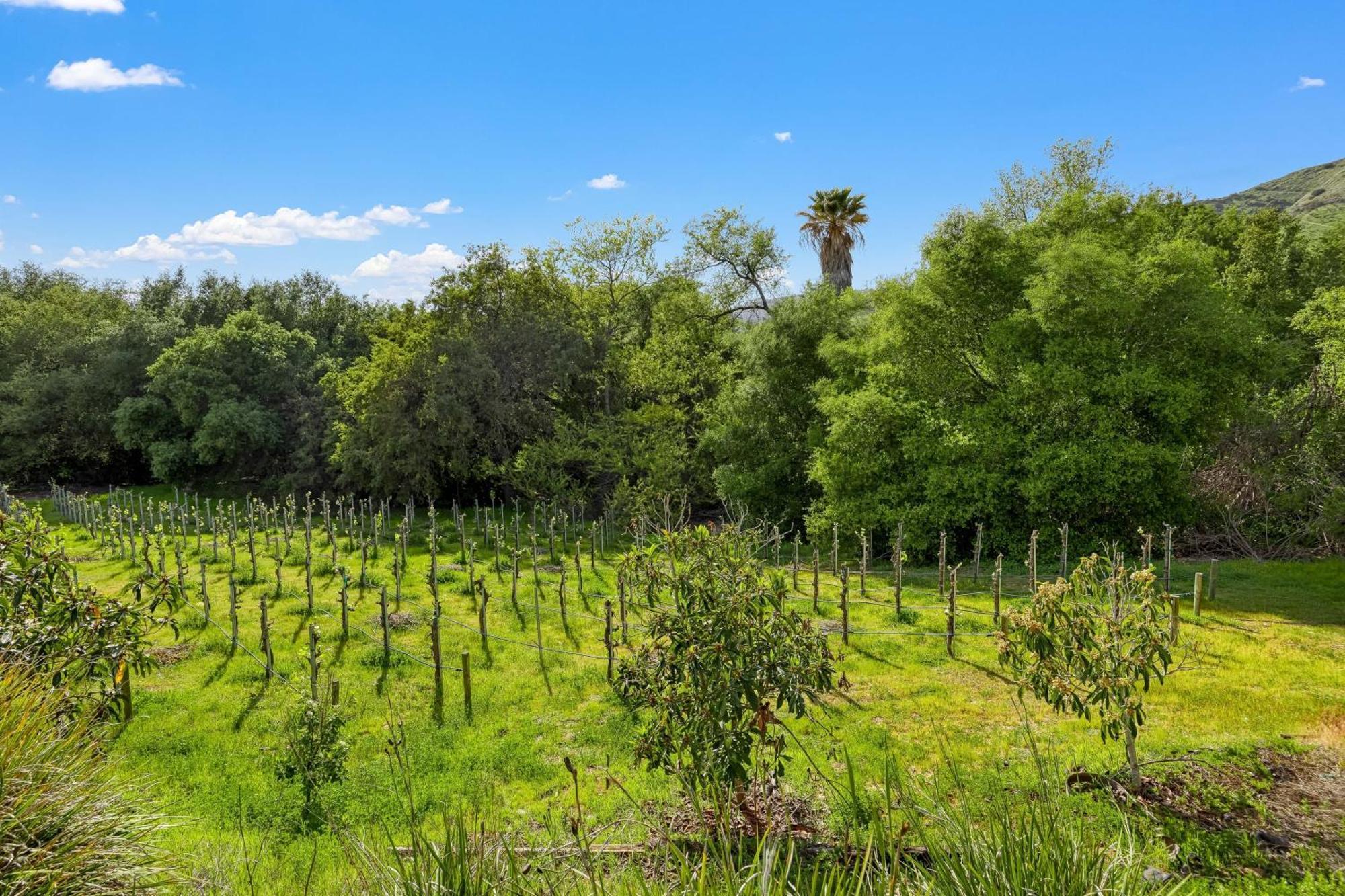 טמקולה Grapevine By Avantstay Secluded 5Br Villa 4 Acres Of Vineyards Avo Groves מראה חיצוני תמונה
